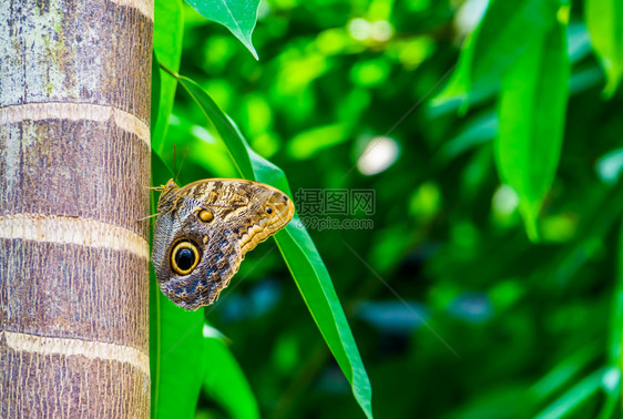 坐在树干上来自美洲的多彩和热带树种森林巨型猫头鹰蝴蝶翅膀院子卡利戈图片