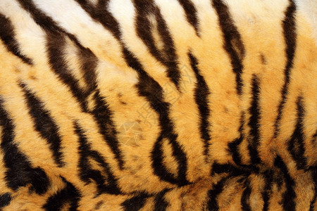 凶猛的老虎的皮肤纹路图片