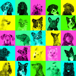 粉色的富有表现力狗画像拼凑光亮面部表情在潮流的尼龙多色背景上流行风格狗画像的拼凑明亮面部表情广告图片