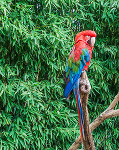红绿金刚鹦鹉的热带鸟类宠物肖像也称为绿翼鹦鹉荒野贸易羽毛图片