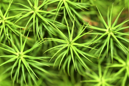 植物群的西班牙欧洲塞戈维亚卡斯蒂利和莱昂Guadarrama公园荒芜之地图片