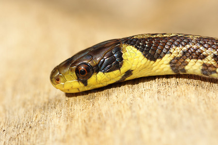 幼年多彩色的ZamenisLongismissimus食人蛇野生动物棕色的象征主义图片