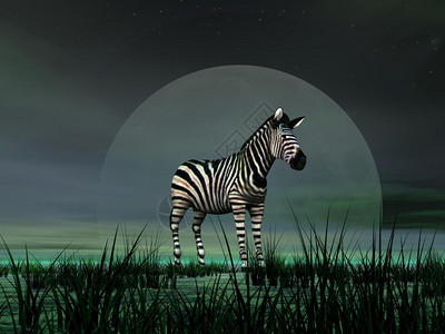 斑马站在月光的绿草地上哺乳动物肯尼亚非洲人图片