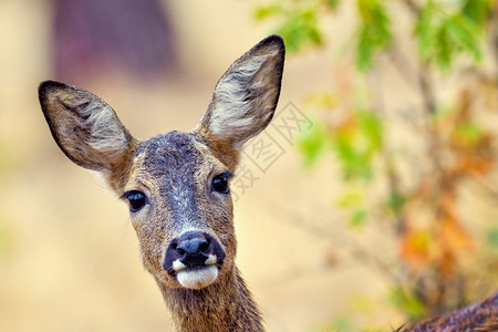 莱昂草食动物欧洲獐鹿Capreoluscapreolus地中海森林CastillayLeon西班牙欧洲环境图片