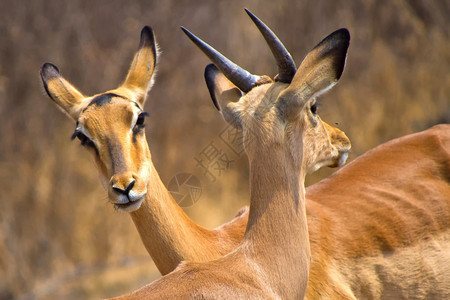 动物脊椎黑斑羚AepycerosmelampusmelampusKhamaRhinoSanctuarySerowe博茨瓦纳非洲自图片