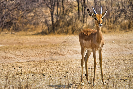 ImpalaAepycerosmelampusKhamaRhinoSanctuarySerowe博茨瓦纳非洲环境肖像生态系统图片