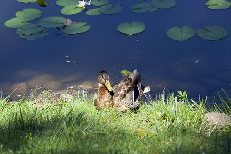 动物野生在绿草的湖中休息野鸭年轻一代离开南方之前的水禽年轻鸭子秋天休息草地湖年轻鸭子喙图片