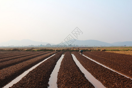 玉石社区种植2014年月8日越南海东HaiDudong有18名农民种蔬菜图片