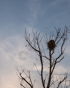 家晚上在干枝筑大鸟巢简单圆形的图片
