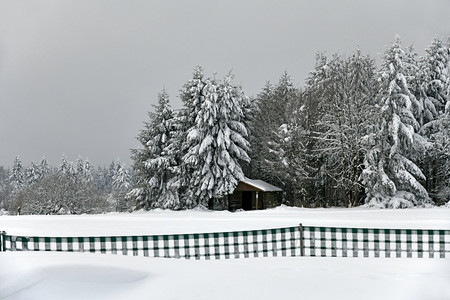 冬季森林雪景图片
