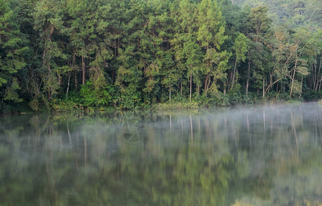 儿子清晨在泰国梅洪山的庞旺家公园看到松树与湖上雾的景象早晨多雾路段图片