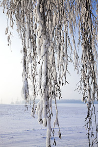 空气冬天雪覆盖了寒的树枝上到处都是白雪蓝天覆盖了秋冬的树丛圣诞节木头图片