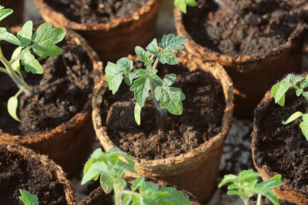 舀种子梨锅植概念中的小番茄幼苗芽植物学图片