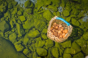 温泉煮鸡蛋在泰国出差旅行放松篮子水图片