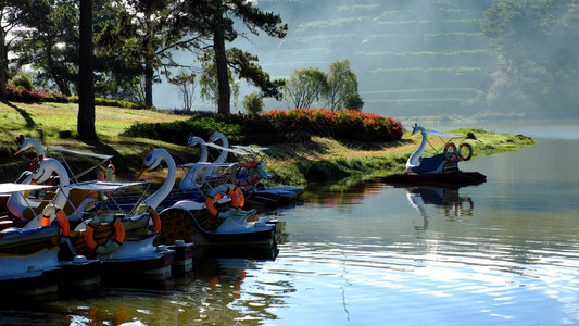 一群鸭子船汽车运输和放松旅游用水对ThanThho湖地表水进行反省该湖是越南DaLat市的目地之一位于松林中的湖泊景观松树池塘图片