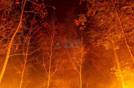 林火野烧树红色和橙夜间晚上在森林中燃烧北泰国森林火灾野烟囱生态环境的图片