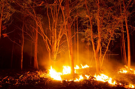 火焰林野烧树红色和橙夜间晚上在森林中燃烧北泰国森林火灾野户外抽烟图片