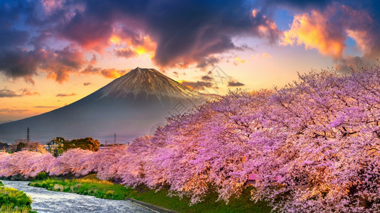 早晨日出时春的樱花和藤山日本静冈公吨樱桃图片