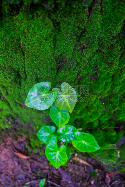 死的绿色通过树干生长的植物中间图片