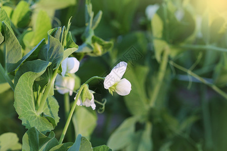 花园里有白的豌豆植物园里有白的豌豆植物荚泥炭发芽了图片