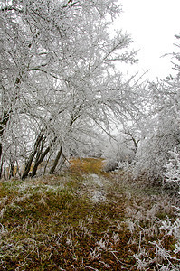 沉淀浪漫的冬季风景树一月图片