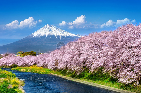 藤山和樱花在日本春天的河口湖树图片