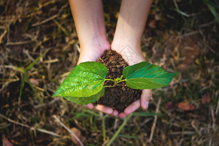 自然与草本背景生态概念地球日同时生长的年轻植物种子土壤图片