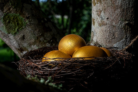 富有的黑暗在树上筑巢金蛋美丽图片