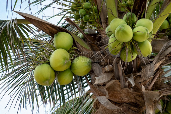 可口渴清爽棕榈树椰子成熟在棕榈树上图片