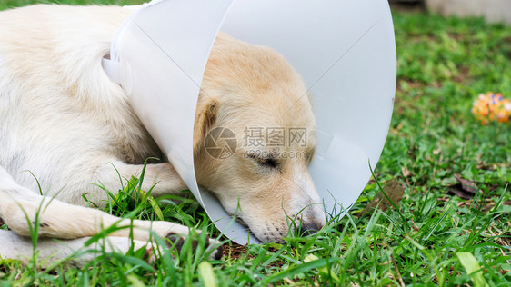 宠物一种穿死狗戴着漏斗项圈躺在草地上图片