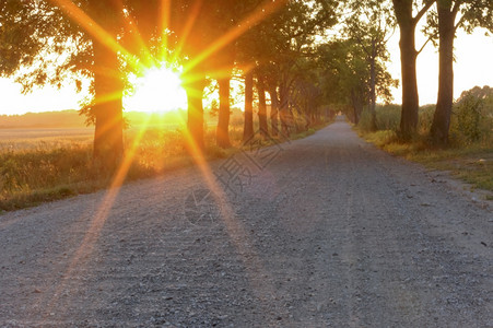 夏天森林夕阳下的乡间小路阳光下的土上小巷阳光下土路上小巷夕阳下乡间小路景观图片