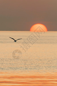 动物野生戏剧海洋探索中的鸥向太阳飞去旅程概念大海探险图片