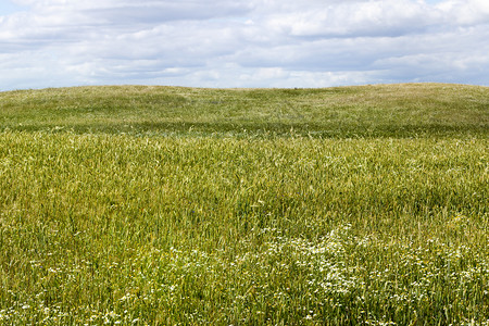 农牧田有谷物和大量杂草种植花农耕田直的生长土地图片