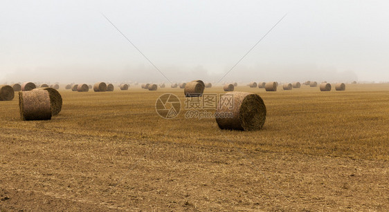 收割小麦或大后种植稻草的农业田横扫秋天气堆积的草田户外包干燥图片