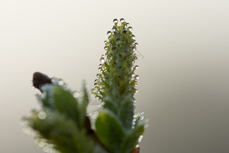 春天露落在花朵上园抽象的季节高清图片