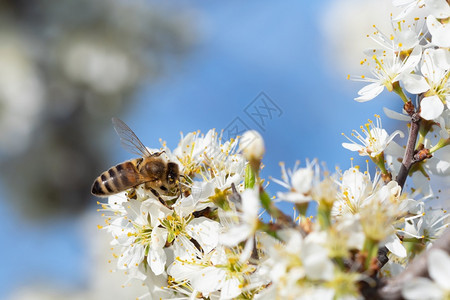 蜜蜂从花朵中收集粉春天大自然蜜蜂从白花中收集蜜晴天植物开图片