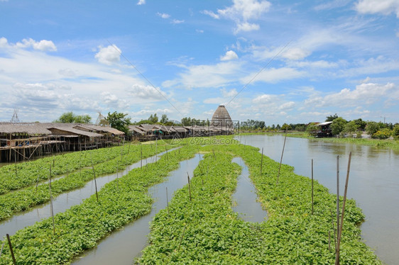 泰国在运河边缘的泰国市场以天空为背景建造漂浮的绿色图片