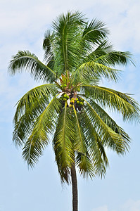 木头蓝色天空上的树椰子春天环境图片