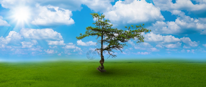 新鲜的夏天清除在蓝空和云底的肥沃土壤上单树图片