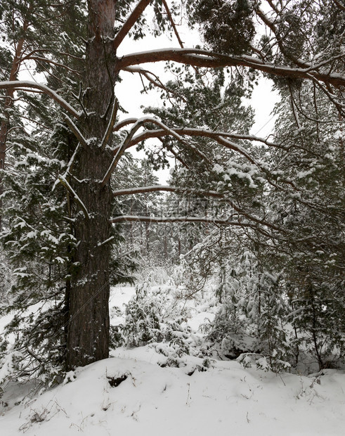 长着松树的森林冬季大树的照片冬季森林中的树木现象叶子抽的图片