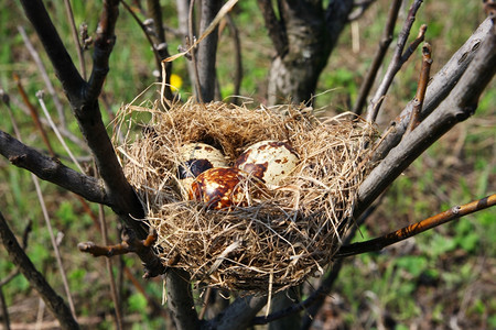 剪辑在森林树上筑巢的鸡蛋青年枝条图片