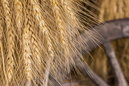 农场金的泰农村民在田间被稻人吊死图片