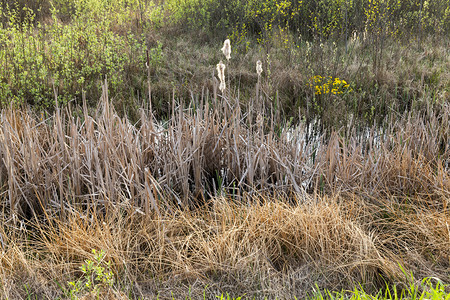 场地春生沼泽有绿叶青草黄干和去年的青刀春天背景图片