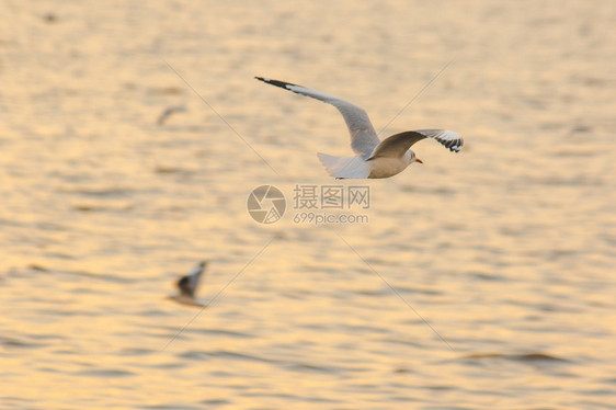 水海岸喙鸥飞过面图片