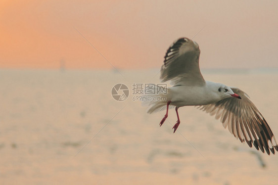 海鸥飞过面夏天翅膀浪图片