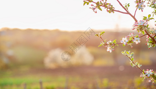 新鲜的太阳复制花园中苹果树开芽的特写春天日落时苹果园开花带有文本位置的模糊背景花园中苹果树开芽特写春天日落苹果园开花图片
