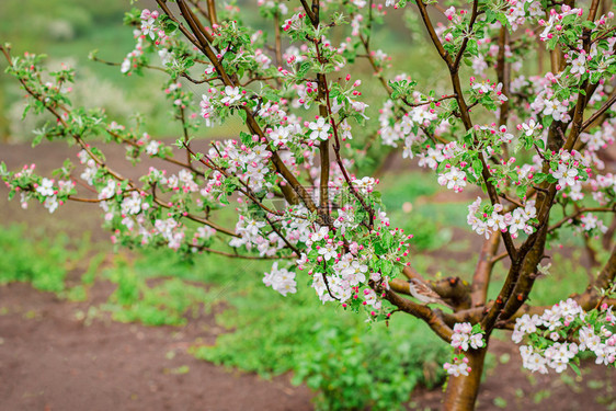 白色的蕊花园中苹果树开芽的特写春天日落时苹果园开花带有文本位置的模糊背景花园中苹果树开芽特写春天日落苹果园开花叶子图片