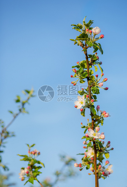 阳光花园中苹果树开芽的特写春天日落时苹果园开花带有文本位置的模糊背景花园中苹果树开芽特写春天日落苹果园开花季节绽放图片