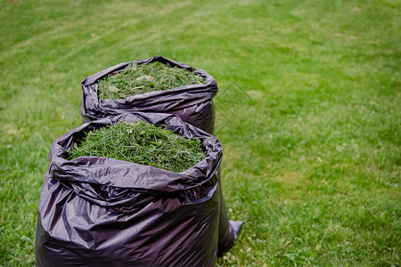 用黑色草屑袋修剪家庭花园草坪在新修剪的草坪上用黑色塑料袋剪草屑用黑色袋修剪家庭花园草坪回收解雇刀具图片