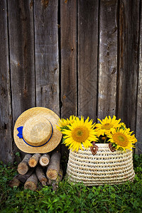 秋天柴原木帽子草袋里的一束向日葵站在木屋附近原草袋里的一束向日葵站在木屋附近稻草图片